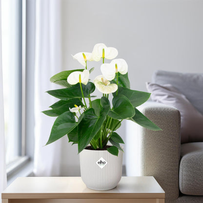 Anthurium White – Elegante Flamingoblume Ø12cm