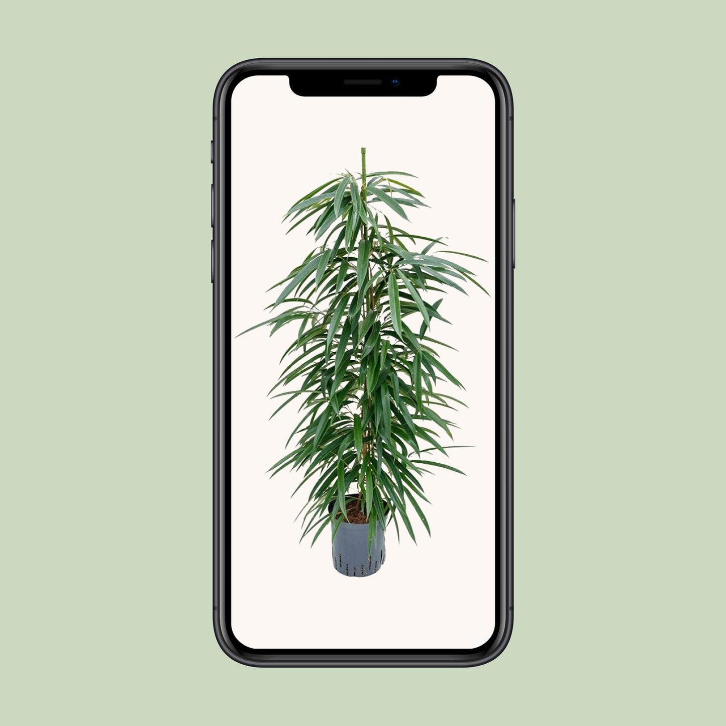 Ficus Binnendijkii 'Alii' – Elegante pflegeleichte Zimmerpflanze Ø18cm