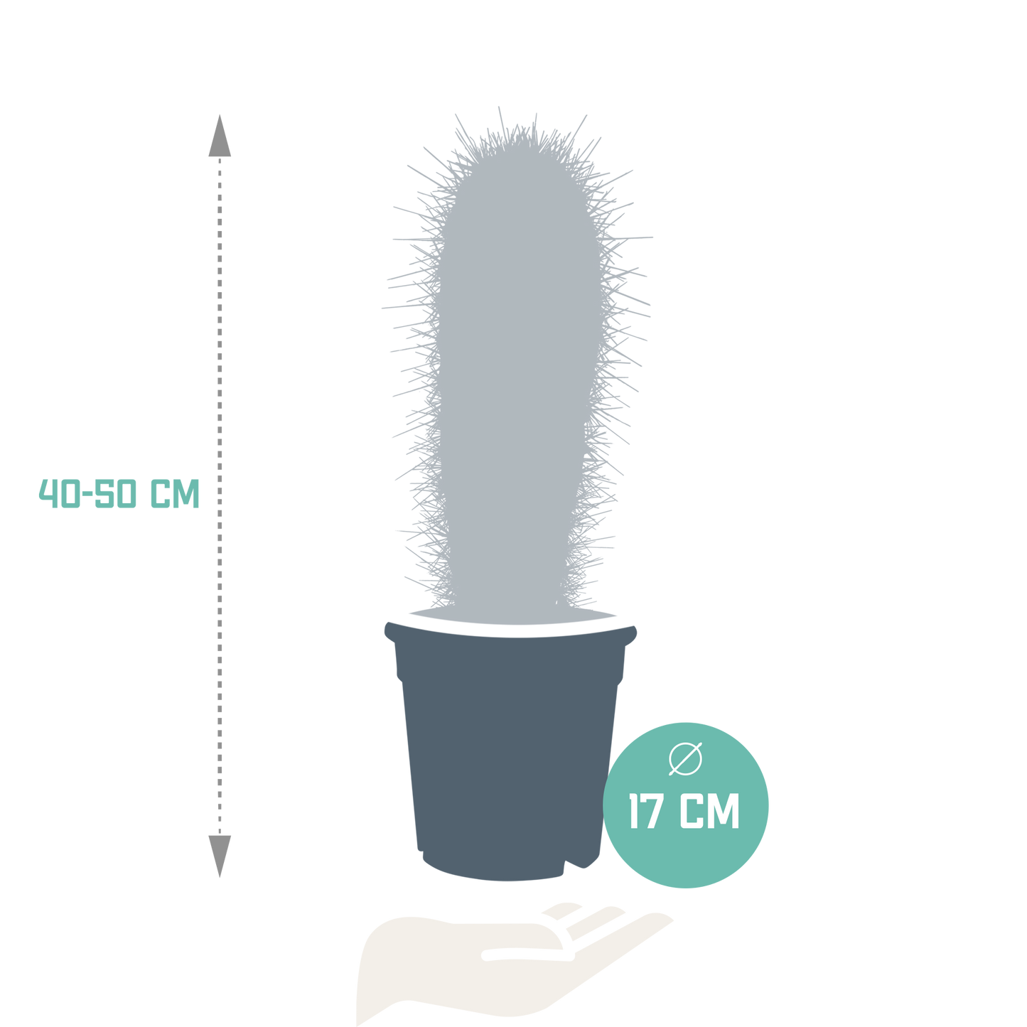 Pachycereus pringlei - Säulenkaktus 17 cm ohne Topf