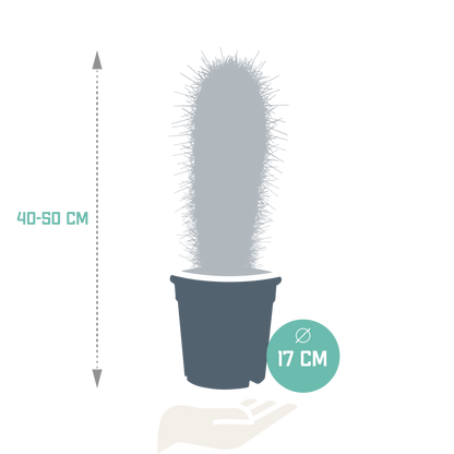 Pachycereus pringlei - Säulenkaktus 17 cm ohne Topf