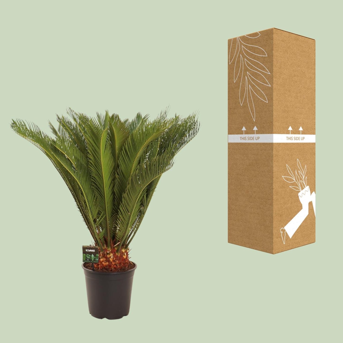 Cycas Revoluta – Pflegeleichte Farnpalme Ø24 cm, 90 cm hoch