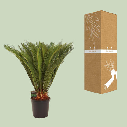 Cycas Revoluta – Pflegeleichte Farnpalme Ø24 cm, 90 cm hoch