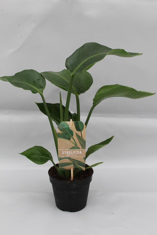 Strelitzie Nicolai – Exotische Paradiesvogelblume 35 cm
