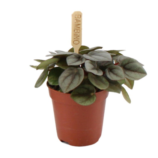 Peperomia Milano – Pflegeleichte Zimmerpflanze Ø6cm