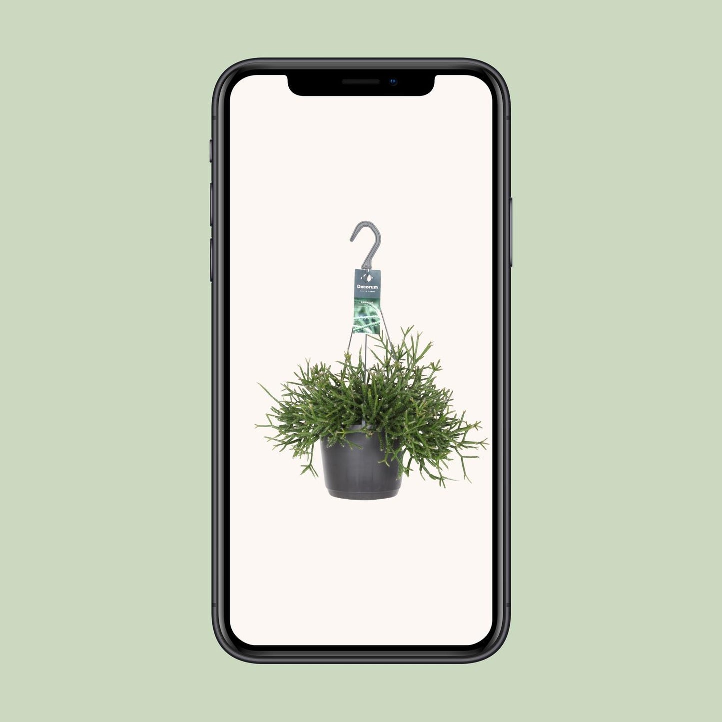 Rhipsalis Burchellii – Pflegeleichte Zimmerpflanze Ø17cm