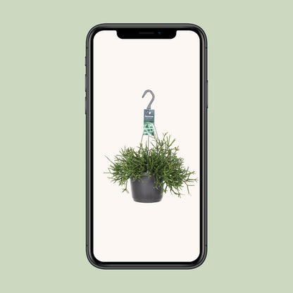 Rhipsalis Burchellii – Pflegeleichte Zimmerpflanze Ø17cm