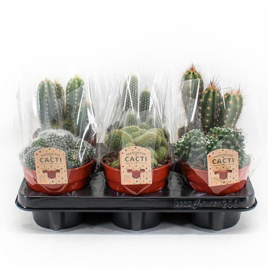 Cactus Mix P12 – 6er Set pflegeleichte Kakteen Ø12cm