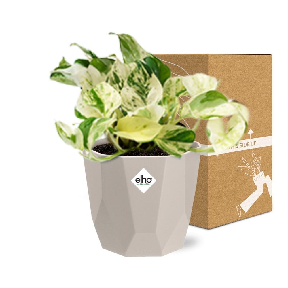 Epipremnum Pinnatum Happy Leaf in ELHO b.for rock 14 cm warm grey