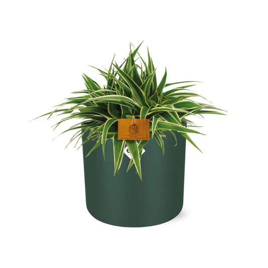 Chlorophytum Ocean 15cm – Pflegeleichte Spinnenpflanze