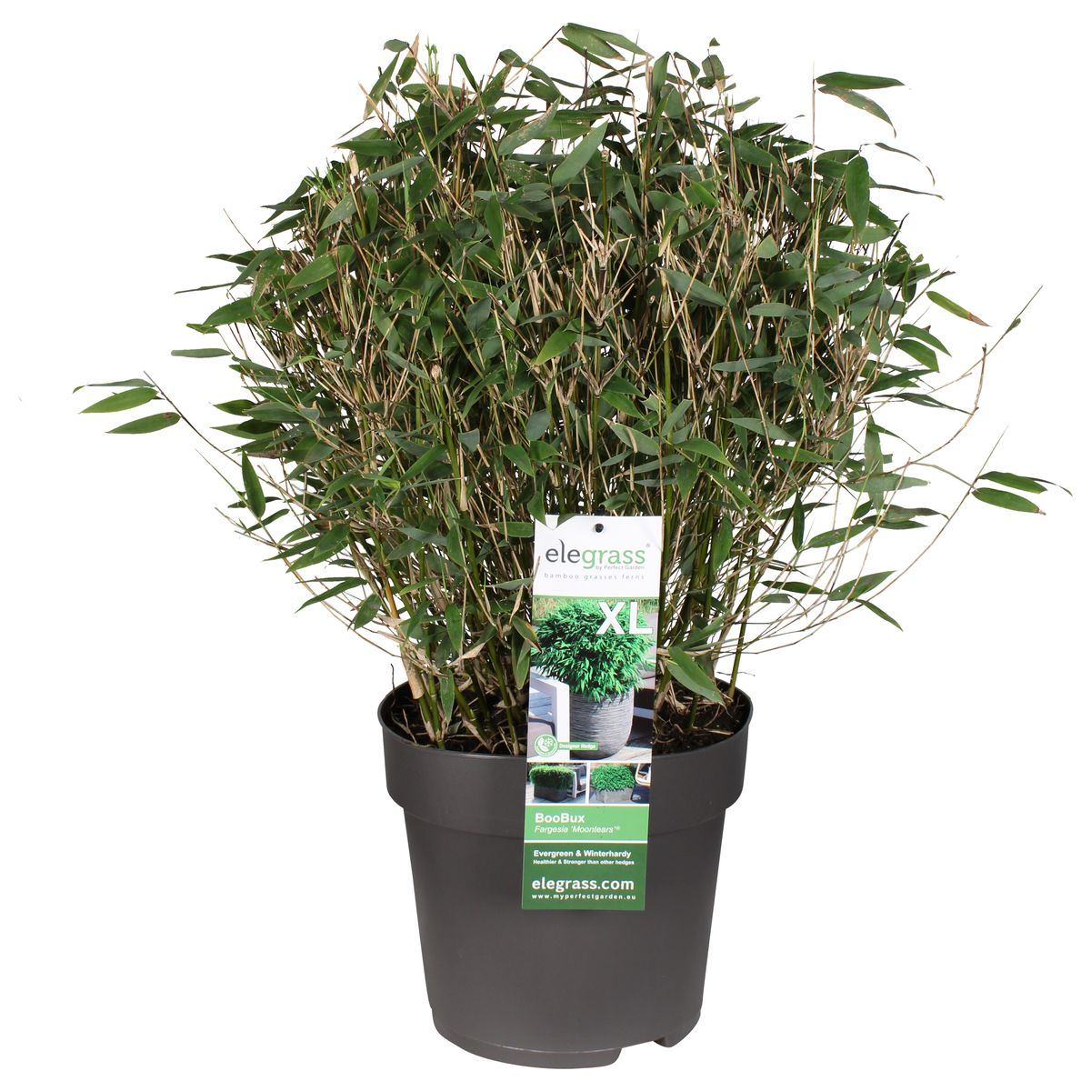 Fargesia 'Moontears'® Boobux – Kompakter Immergrüner Bambus Ø29cm