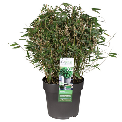Fargesia 'Moontears'® Boobux – Kompakter Immergrüner Bambus Ø29cm