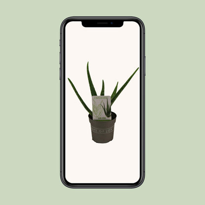 Aloe Vera Zimmerpflanze – Pflegeleicht & Dekorativ Ø10,5cm