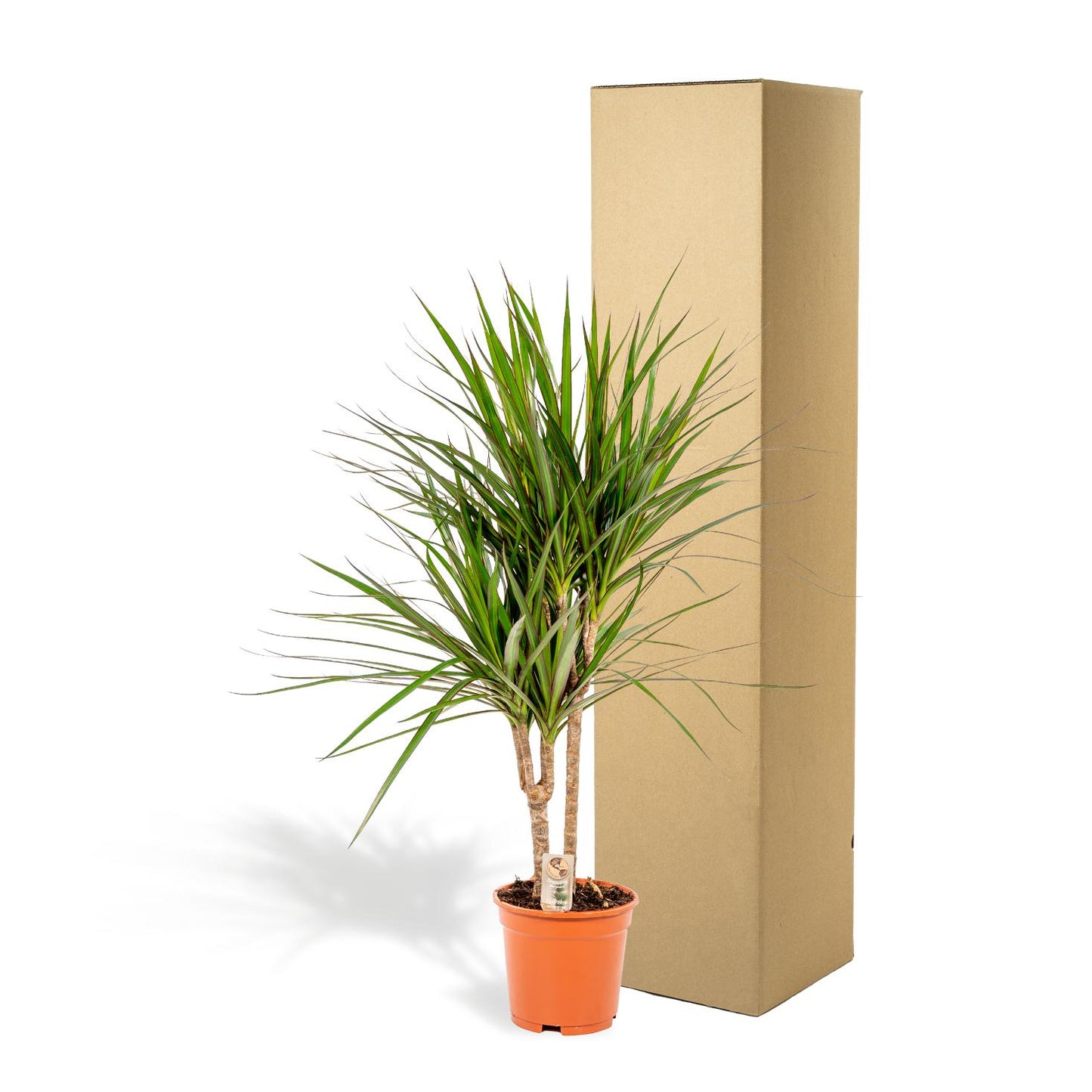 Dracaena Marginata – Pflegeleichter Drachenbaum Ø17cm, 90cm hoch