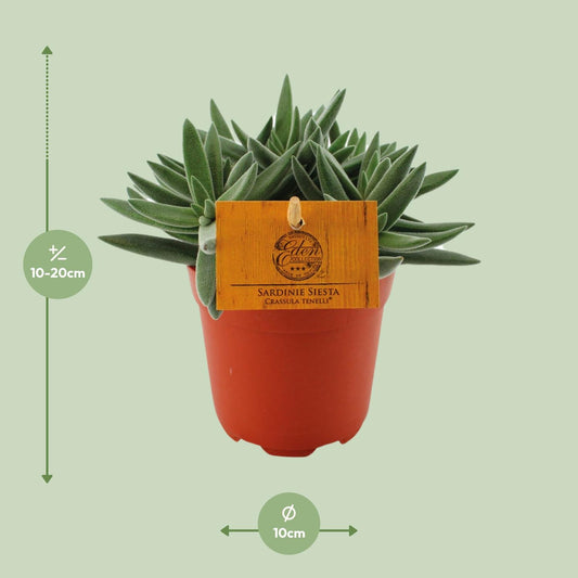 Crassula Tenelli – Pflegeleichte Jade-Pflanze Ø11 cm