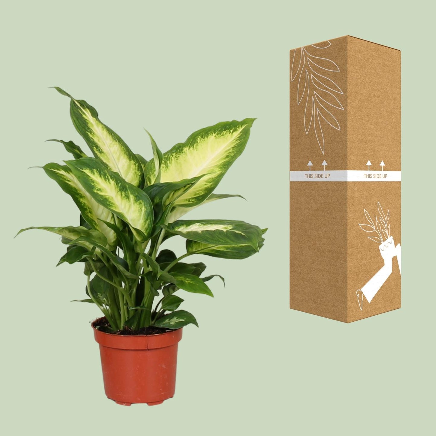 Dieffenbachie 'Camilla' – Pflegeleichte Zimmerpflanze 35 cm
