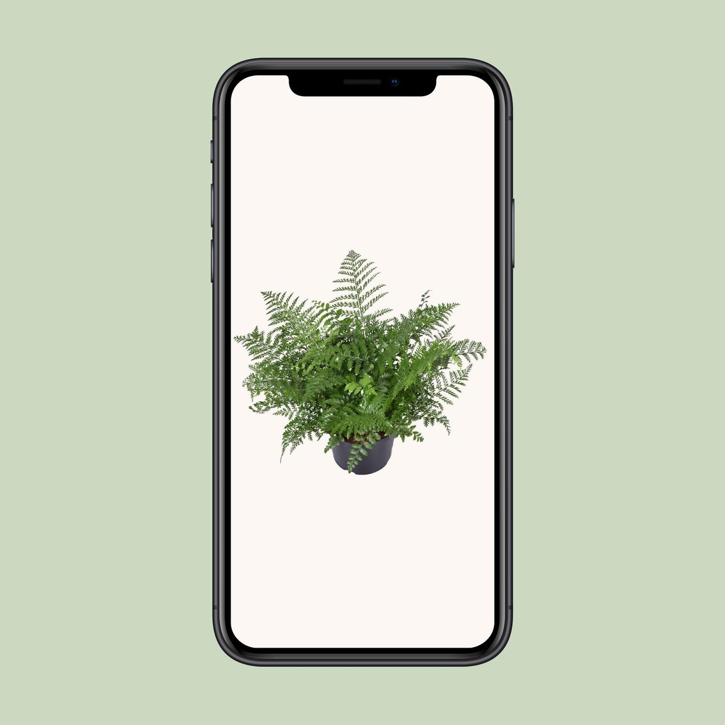 Asplenium Parvati – Eleganter pflegeleichter Zimmerfarn Ø23cm