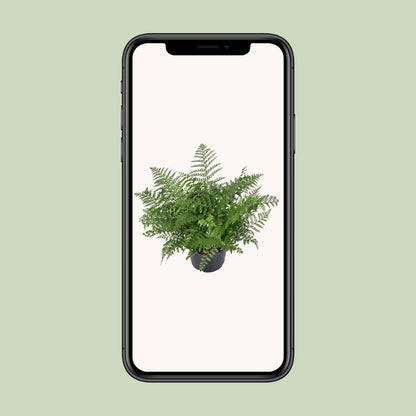Asplenium Parvati – Eleganter pflegeleichter Zimmerfarn Ø23cm