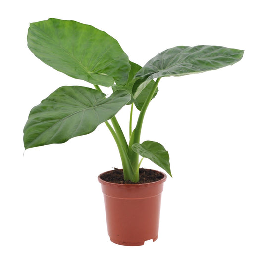 Alocasia Macrorrhiza – Tropische, pflegeleichte Zimmerpflanze Ø17cm