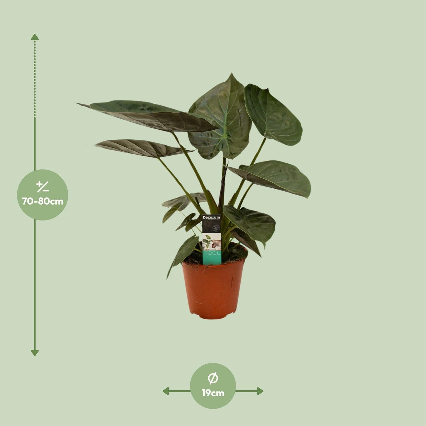 Alocasia Wentii – Exotische Zimmerpflanze Ø19cm, 75cm hoch