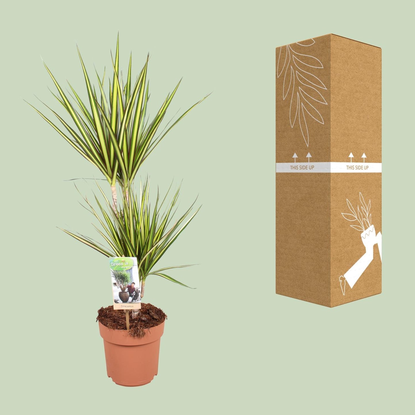Dracaena Sunray – Elegante, pflegeleichte Zimmerpflanze Ø17cm