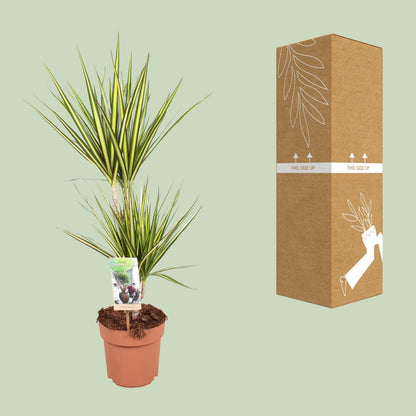 Dracaena Sunray – Elegante, pflegeleichte Zimmerpflanze Ø17cm