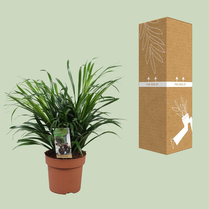Dracaena Anita – Pflegeleichte Zimmerpflanze Ø17 cm