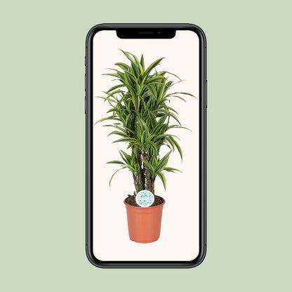 Dracaena Deremensis Lemon Lime – Pflegeleichter Drachenbaum Ø24cm