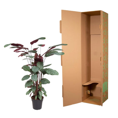 Calathea Oppenheimiana – pflegeleichte Zimmerpflanze 130 cm
