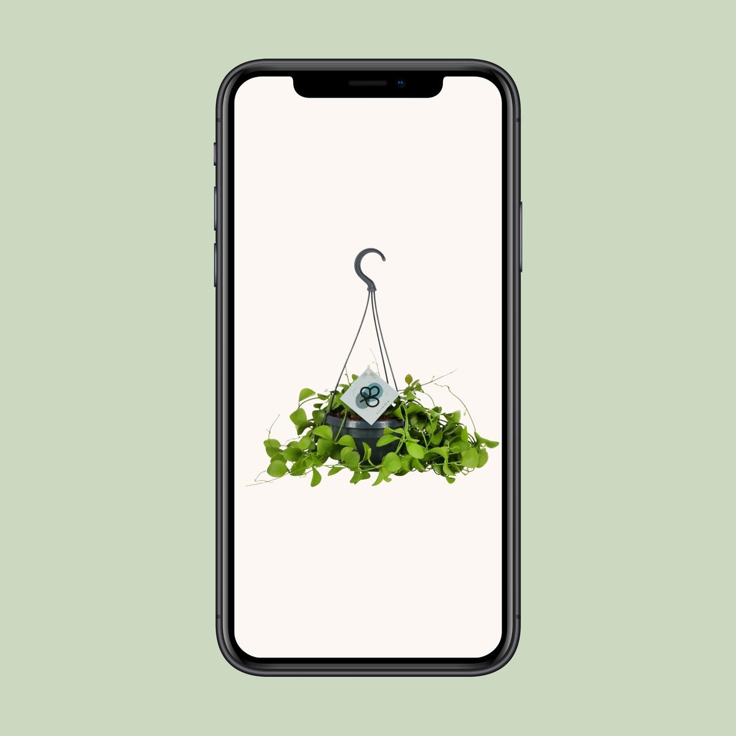 Dischidia Imbricata – Pflegeleichte Kidney-Zimmerpflanze Ø14 cm