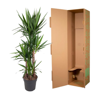 Yucca Elephantipe – Robuste Elefantenpalme 180 cm