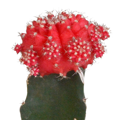 Gymnocalycium Mix – Farbenfrohe veredelte Sukkulenten 3er Set