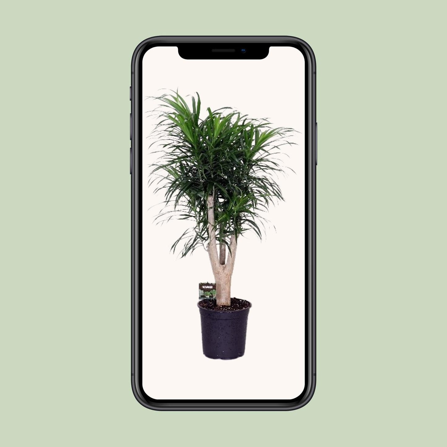 Dracaena Anita – Pflegeleichter Drachenbaum Ø24cm, 90cm hoch