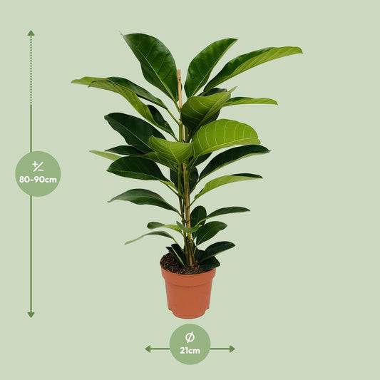 Ficus Benghalensis Roy – Pflegeleichte Zimmerpflanze Ø21cm