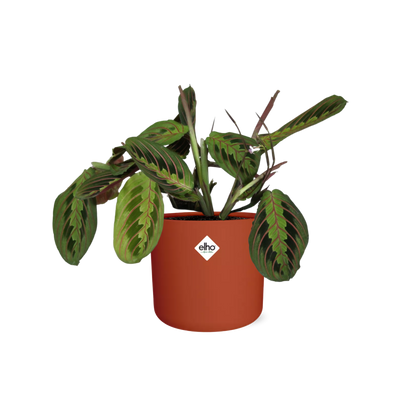 Maranta Leuconeura ‘Fascinator’ Tricolor – Pflegeleichte Gebetspflanze 14cm