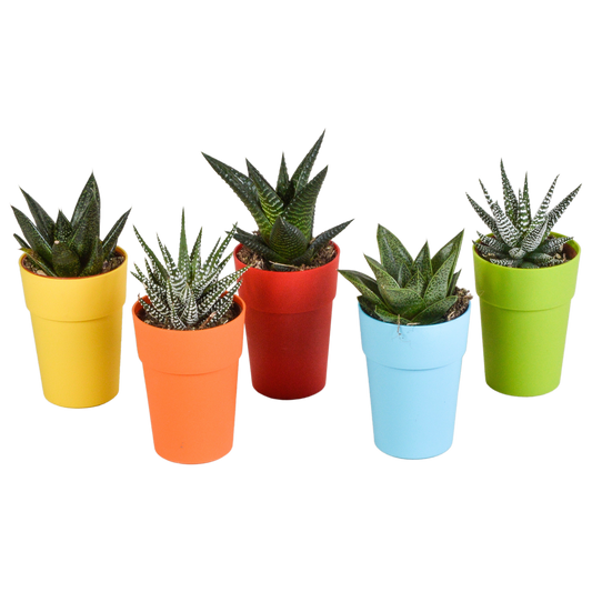 Gasteria & Haworthia Sukkulenten-Mix, 5er Set
