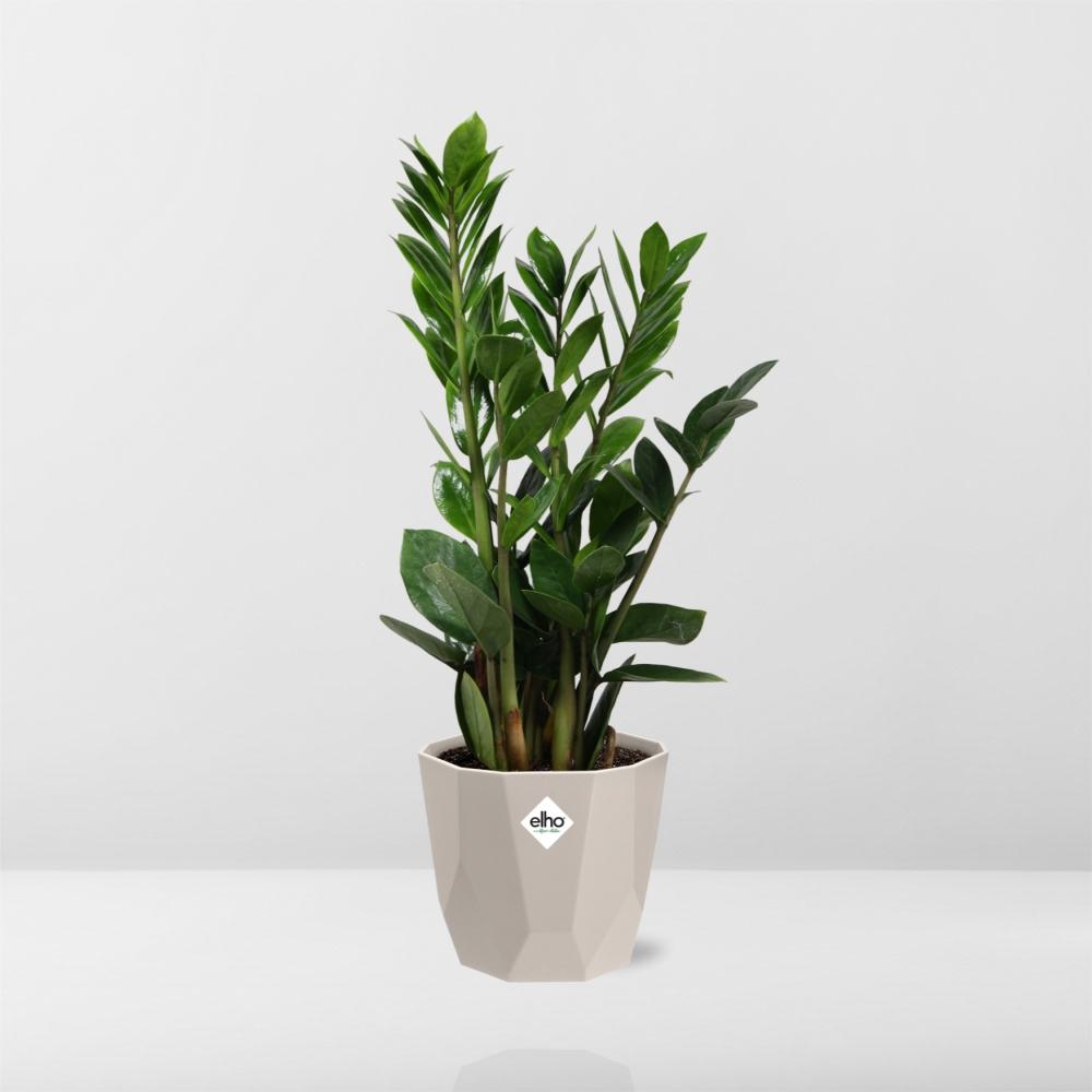 Zamioculcas (ZZ-Pflanze) im ELHO b.for rock Übertopf 14 cm, warm grey