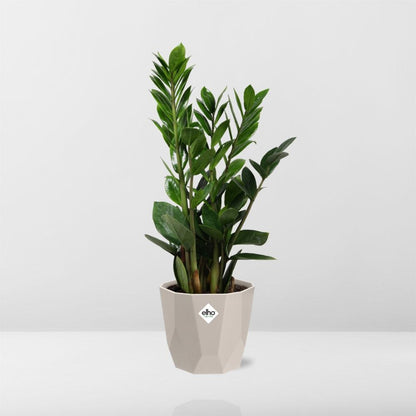 Zamioculcas (ZZ-Pflanze) im ELHO b.for rock Übertopf 14 cm, warm grey