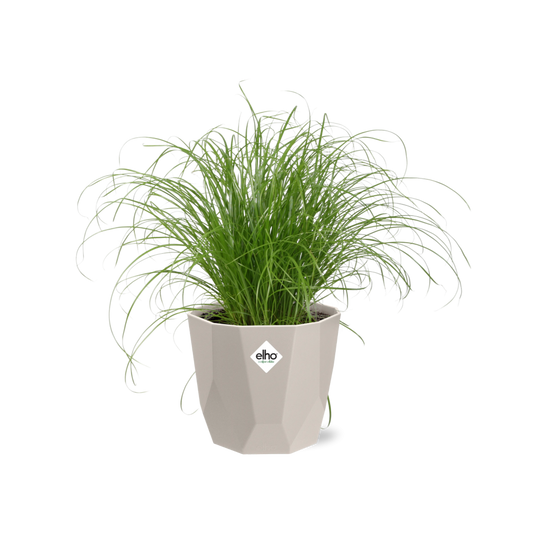 Cyperus alternifolius Schirmgras in ELHO b.for rock 14 cm