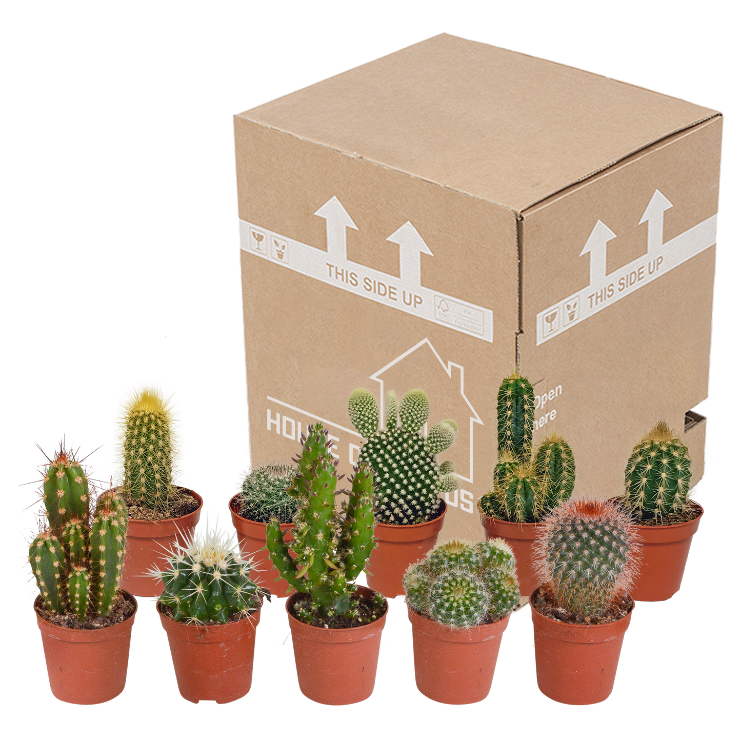 Kakteenmischung 5,5 cm – 10er Set ohne Topf