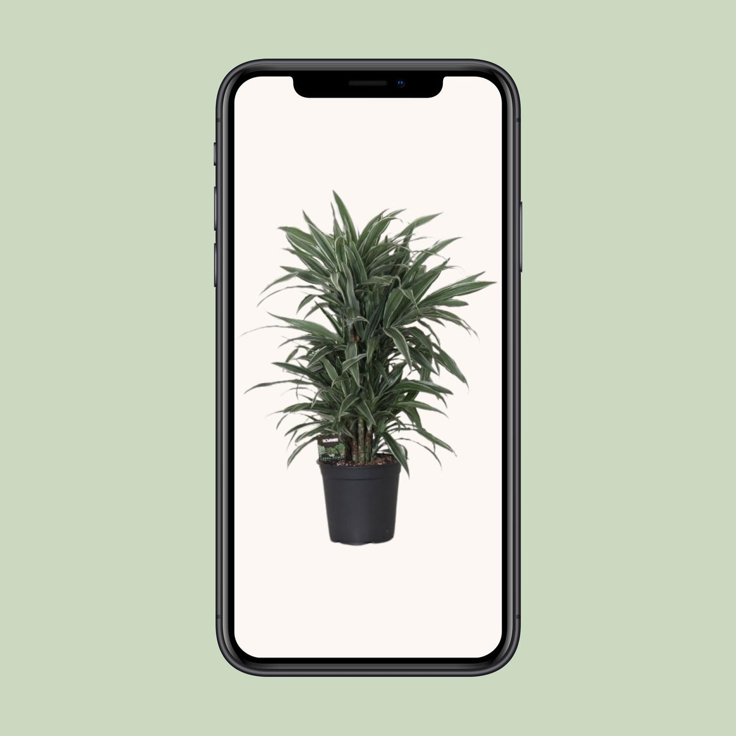 Dracaena Warneckei – Pflegeleichte Zimmerpflanze Ø24cm, 100cm hoch