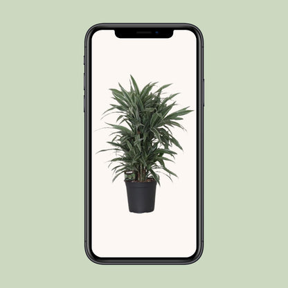 Dracaena Warneckei – Pflegeleichte Zimmerpflanze Ø24cm, 100cm hoch