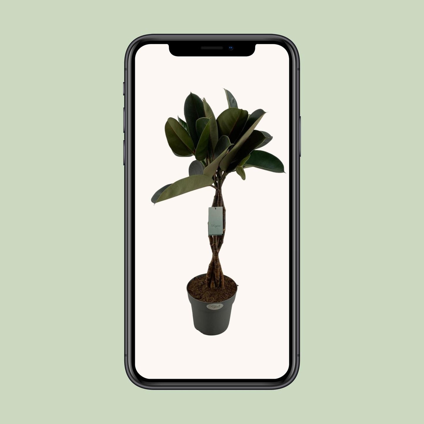 Ficus Elastica Burgundy – Pflegeleichte Zimmerpflanze Ø24cm