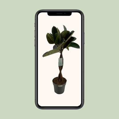 Ficus Elastica Burgundy – Pflegeleichte Zimmerpflanze Ø24cm