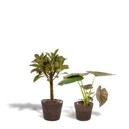 Ficus Elastica Melany & Alocasia Wentii im Korb – Pflegeleichtes Duo Ø21/Ø19 cm