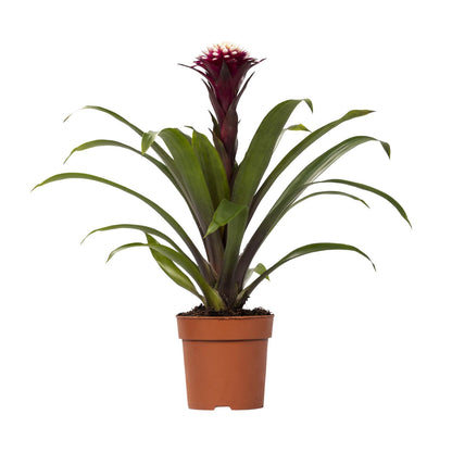 Guzmania Fransesca – Farbenfrohe, pflegeleichte Zimmerpflanze Ø12cm