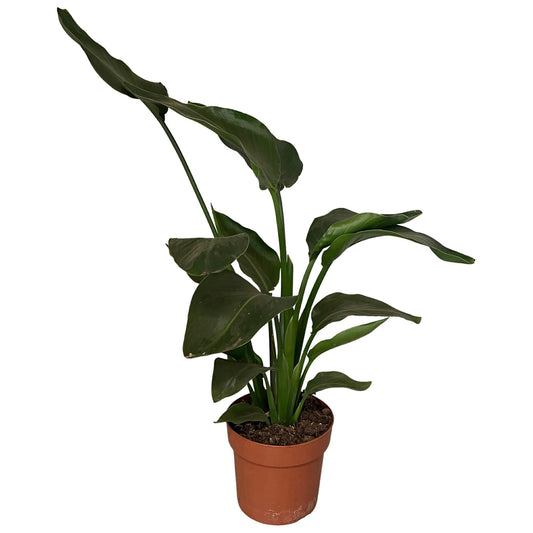 Strelitzie Nicolai – Tropische Zimmerpflanze 65 cm