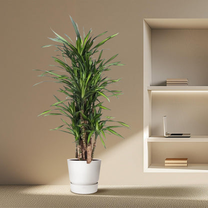 Dracaena Riki – Pflegeleichte Zimmerpflanze 140 cm