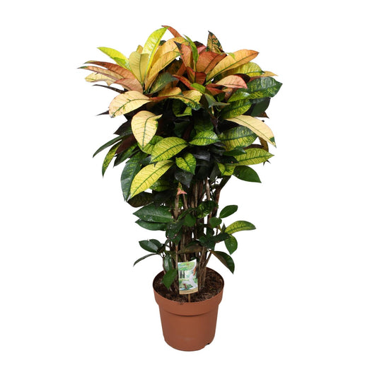 Kroton 'Mrs. Iceton' – Farbenfrohe, pflegeleichte Zimmerpflanze Ø24cm