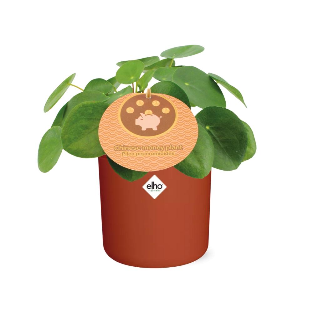 Pilea Peperomioides 12cm im ELHO b.for soft rond 14cm Topf brique