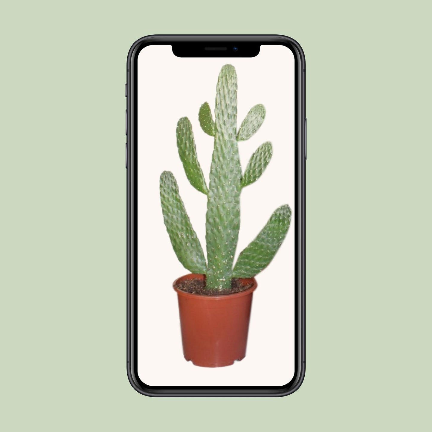 Opuntia Consolea Kaktus – Pflegeleichte Zimmerpflanze Ø17cm